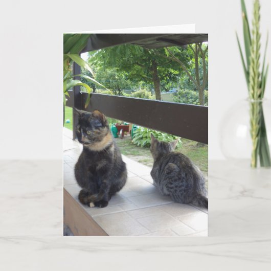 Alleen katten en kittens - blanco kaart (Voorkant)