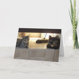 Alleen katten en kittens - blanco kaart