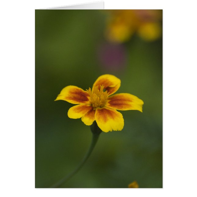 alleen mezelf (Voorkant)