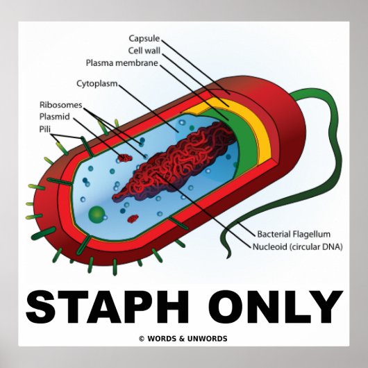 Alleen Staph (Bacteria Prokaryote) Poster (Voorkant)