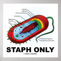 Alleen Staph (Bacterium Diagram Prokaryote Bacteri