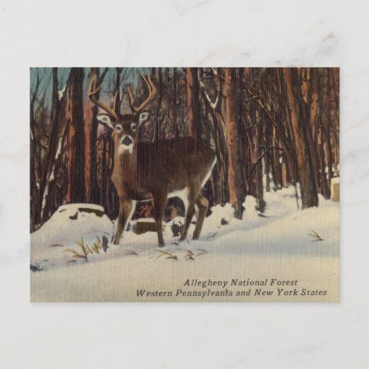  Allegheny National Forest, Pennsylvania Briefkaart (Voorkant)