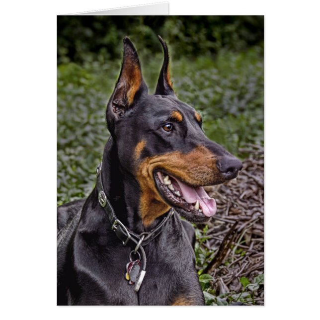 Allégresse de dobermann ! Carte (Devant)