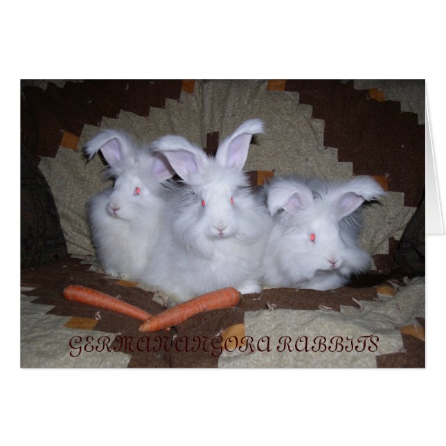 ALLEMAND ANGORA RABBITS (Devant horizontal)