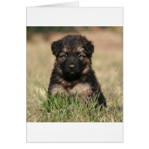 Allemand Berger Chiot "Reef"