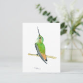 Allen's hummingbird briefkaart (Staand voorkant)