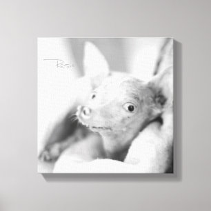 Alles Rosie Photo Canvas Afdruk