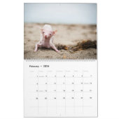Alles wat Rosie Calendar Kalender (Feb 2026)
