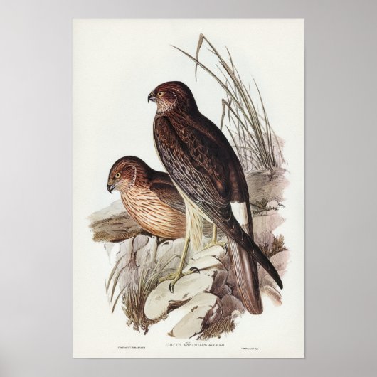 Allied Harrier van Elizabeth Gould Poster (Voorkant)