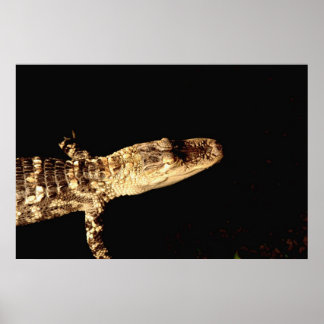 Alligator #1 poster