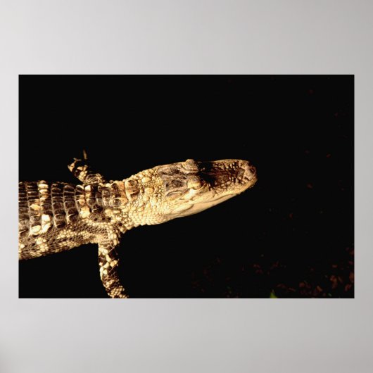 Alligator #1 poster (Voorkant)