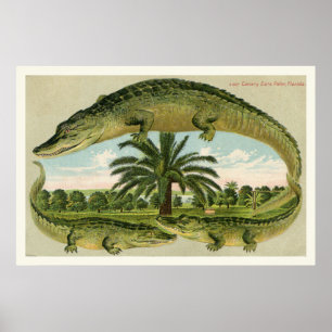 Alligator Afdrukken 1 Poster