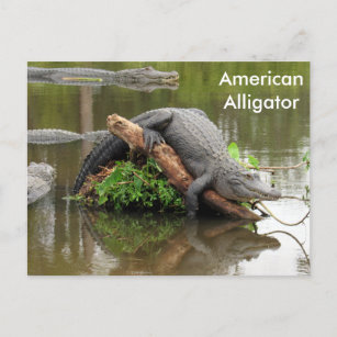 Alligator américain - Carte postale Apprentissage