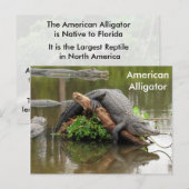 Alligator américain - Carte postale Apprentissage (Devant / Derrière)