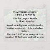 Alligator américain - Carte postale Apprentissage (Dos)