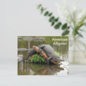 Alligator américain - Carte postale Apprentissage (Debout devant)