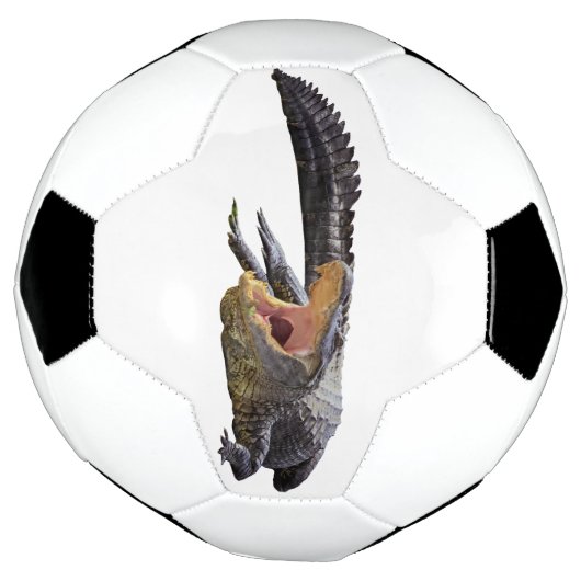 Alligator américain - Faune de Floride (Tourné)