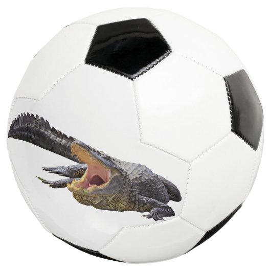 Alligator américain - Faune de Floride (3/4)