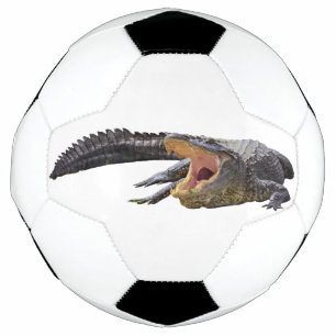 Alligator américain - Faune de Floride