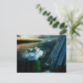 Alligator américain la Caroline du Nord de CARTE (Debout devant)