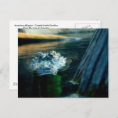 Alligator américain la Caroline du Nord de CARTE (Devant / Derrière)