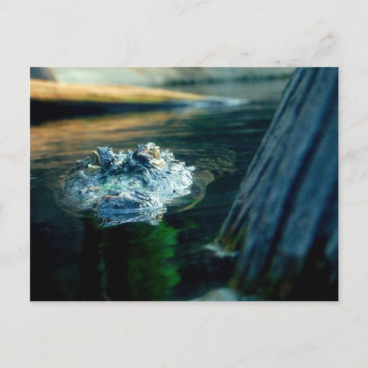 Alligator américain la Caroline du Nord de CARTE (Devant)