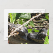Alligator Babies briefkaart (Voorkant / Achterkant)