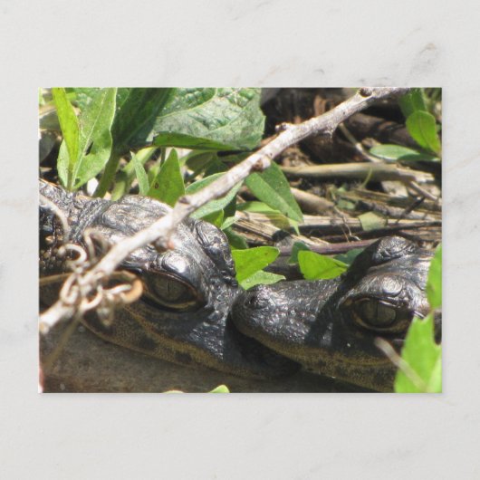 Alligator Babies briefkaart (Voorkant)