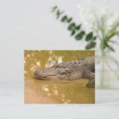 Alligator Briefkaart (Staand voorkant)