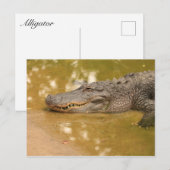 Alligator Briefkaart (Voorkant / Achterkant)
