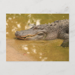 Alligator Briefkaart