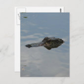 Alligator Briefkaart (Voorkant / Achterkant)