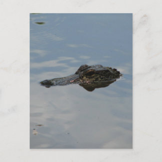 Alligator Briefkaart