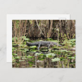 Alligator-Briefkaart Briefkaart (Voorkant / Achterkant)