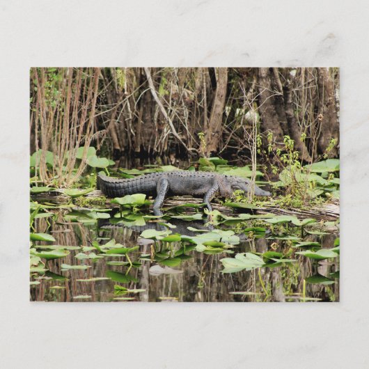Alligator-Briefkaart Briefkaart (Voorkant)