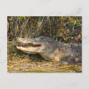 Alligator, Canaveral National Seashore, Florida Briefkaart