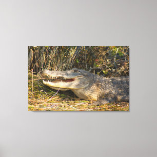 Alligator, Canaveral National Seashore, Florida Canvas Afdruk