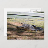 Alligator de sourire - carte postale (Devant / Derrière)