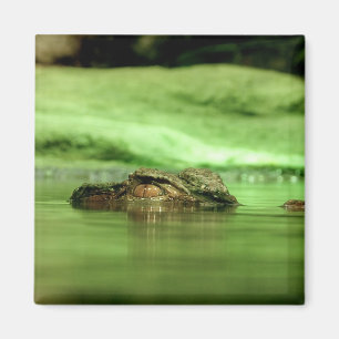 Alligator die uit het water gluurt Magneet