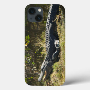 Alligator die zich in de zon koestert op de oever iPhone 13 hoesje