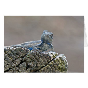 Alligator du ventre bleu Lizard