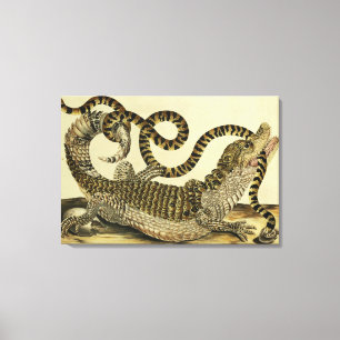 Alligator en slang, 1730 (gekleurd) canvas afdruk