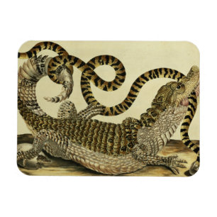 Alligator en slang, 1730 (gekleurd) magneet