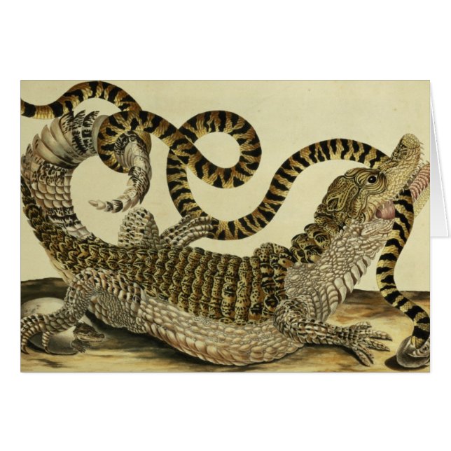 Alligator et serpent, 1730 (gravure colorée) (Devant horizontal)