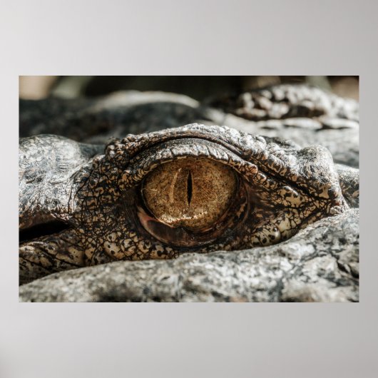 ALLIGATOR EYE POSTER (Voorkant)