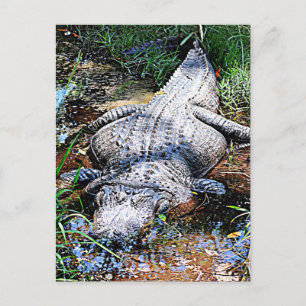 Alligator (Florida, Louisiana en Mississippi) Briefkaart