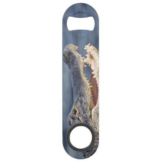 Alligator Floride Everglades Faune Fun Photo (Devant)