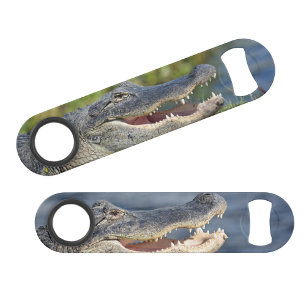 Alligator Floride Everglades Faune Photographie