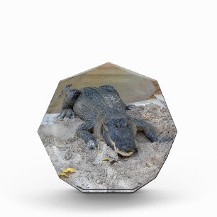 Alligator, Fort Lauderdale, Florida Fotoblokken