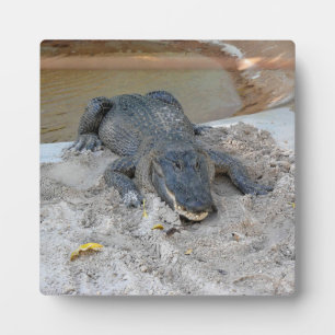 Alligator, Fort Lauderdale, Florida Fotoplaat